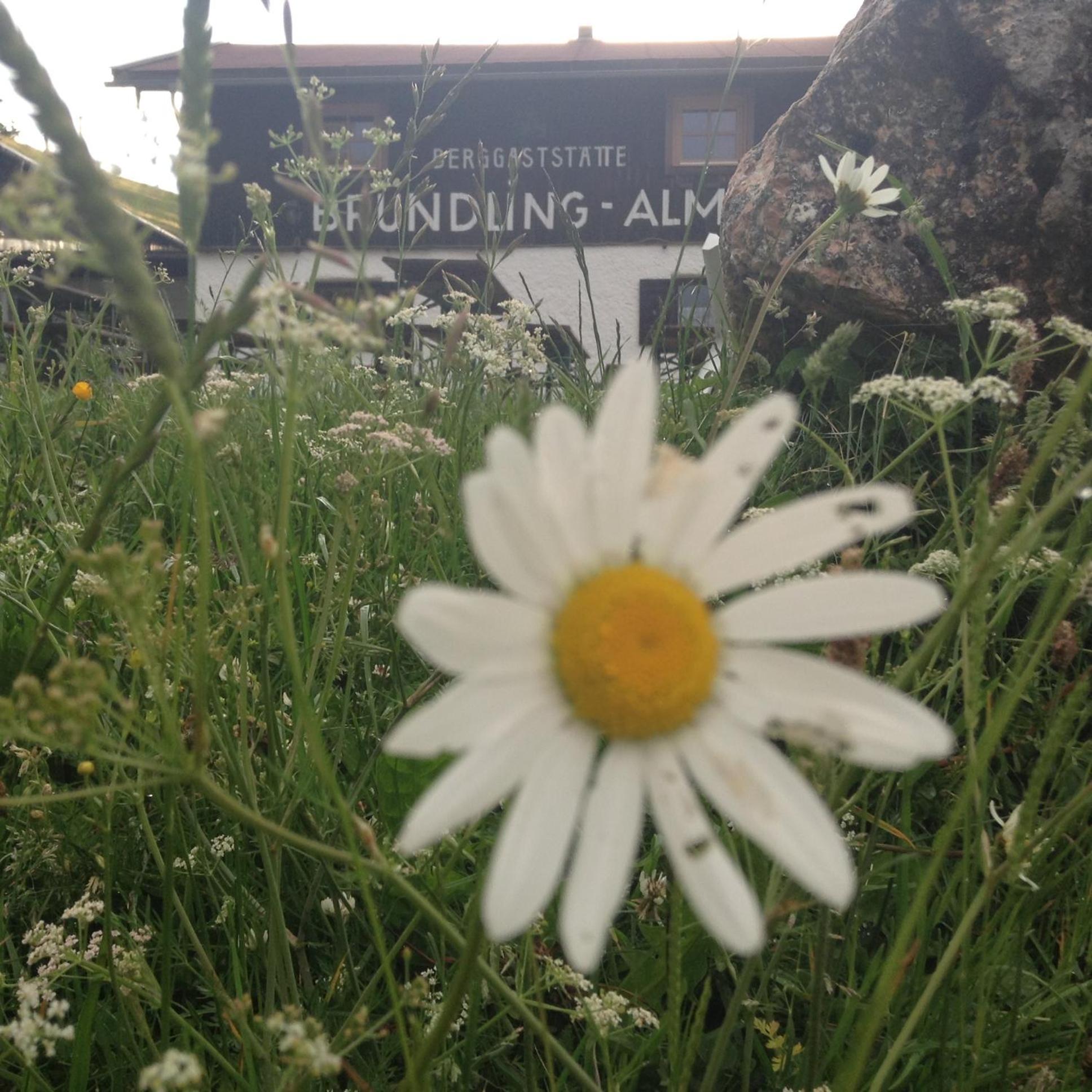 Bruendling-Alm Berggasthof Auf 1167M Auf Dem Hochfelln برغن المظهر الخارجي الصورة